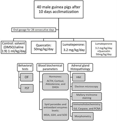 Atypical Antipsychotic Lumateperone Effects on the Adrenal Gland With Possible Beneficial Effect of Quercetin Co-administration